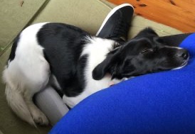 A black and white dog asleep on her owner’s leg.